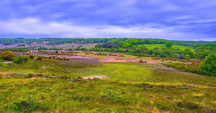 Vistas desde Deadman Hill en el Parque Nacional New Forest, Inglaterra, Hampshire