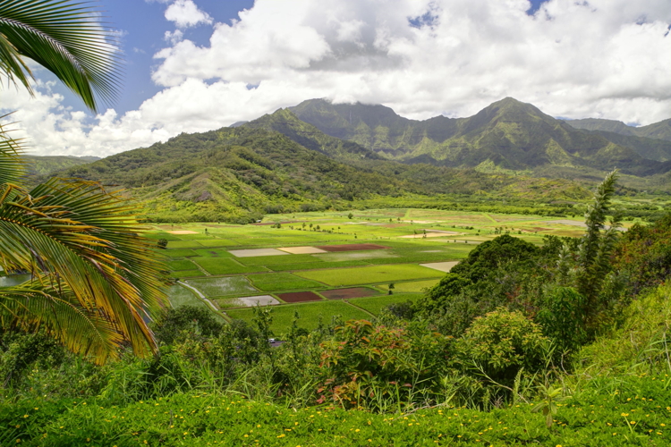 Hanalei Valley Lookout