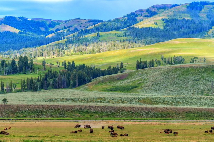 Bisontes en el valle de Lamar