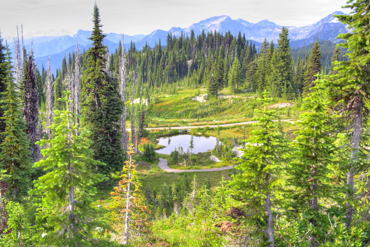 Revelstoke National Park, British Columbia, Canada