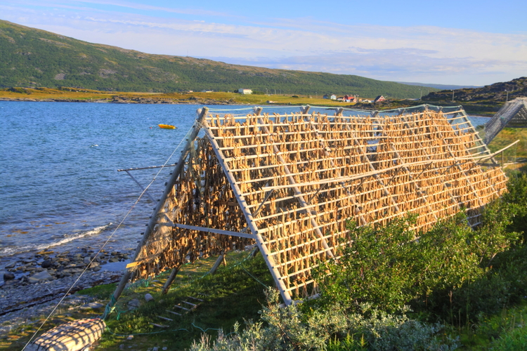 Secaderos de bacalao camino a Cabo Norte, Noruega