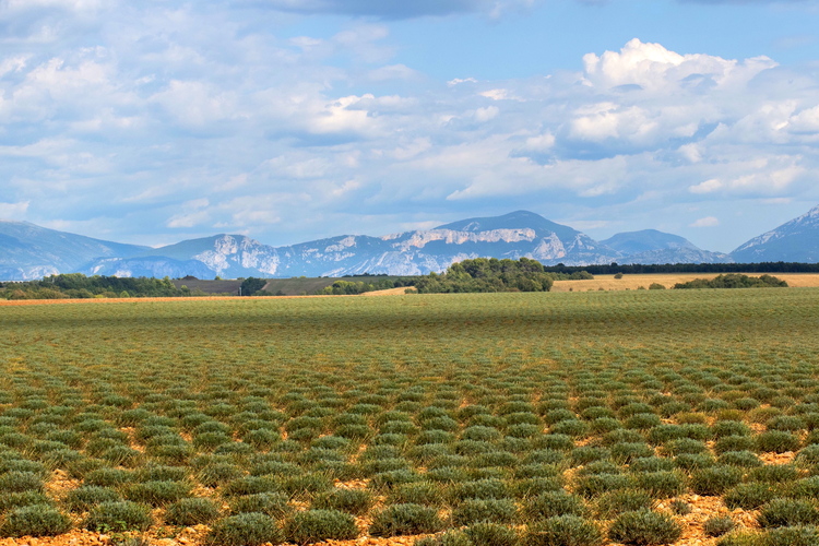 Valensole, Francia, Provenza